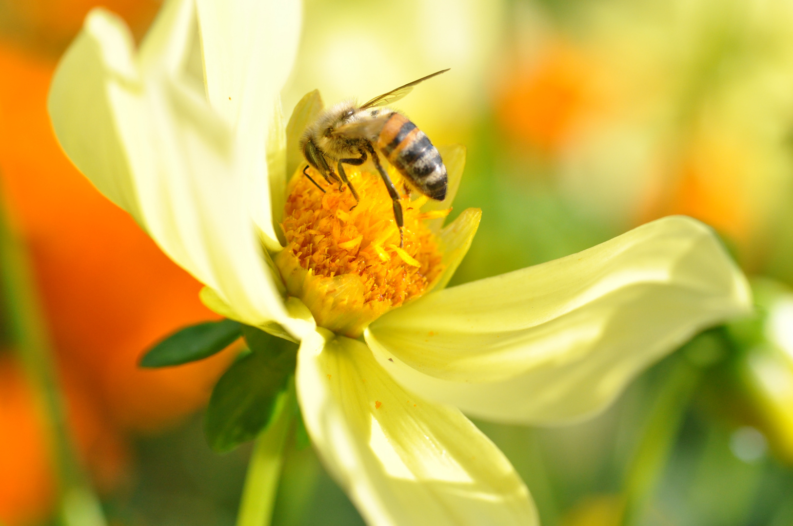 Wespe auf Blume