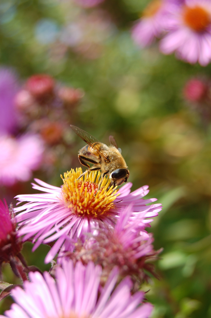 Wespe auf Blume