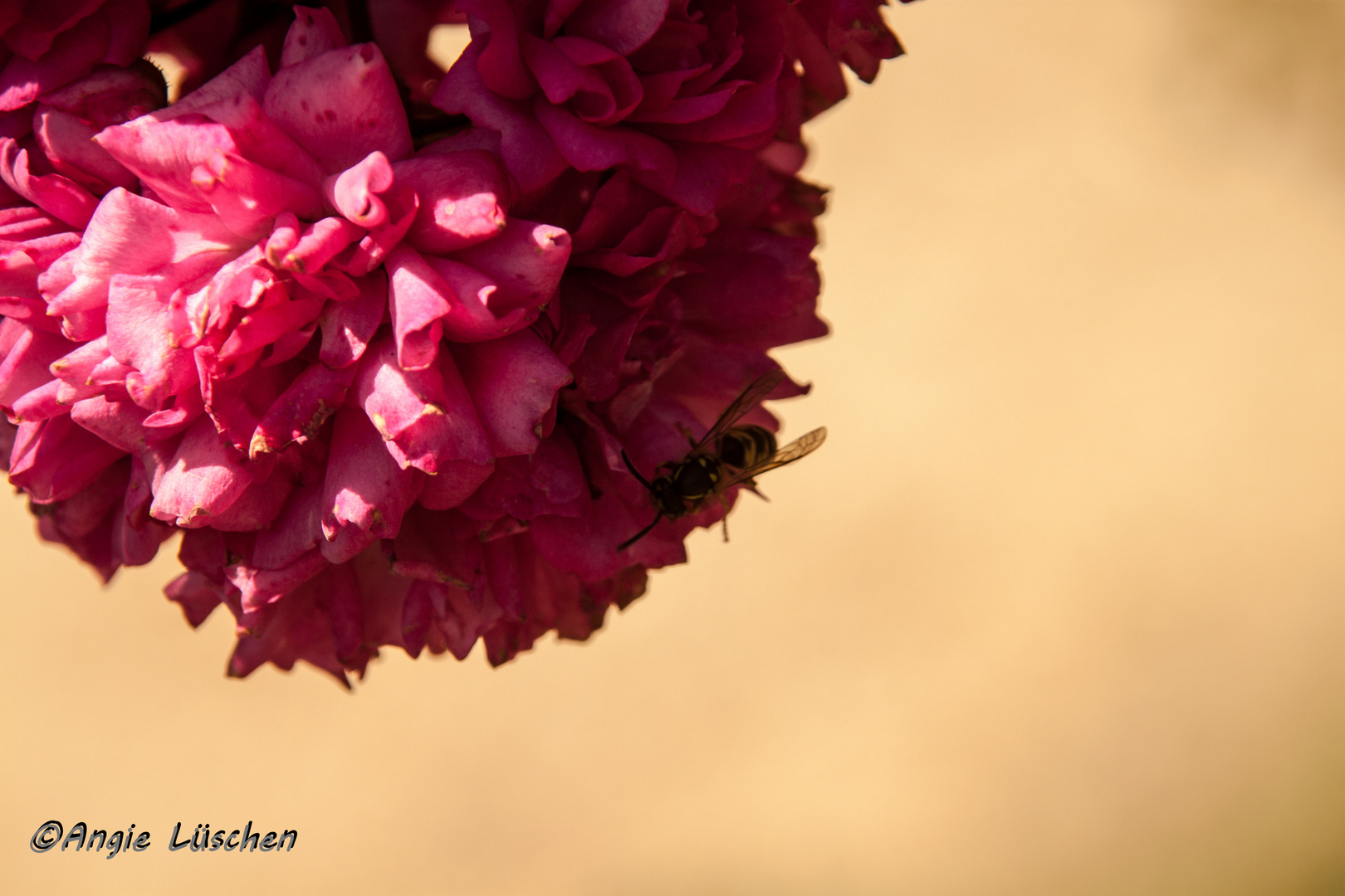 Wespe auf Blumenkopf