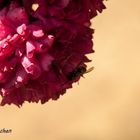 Wespe auf Blumenkopf