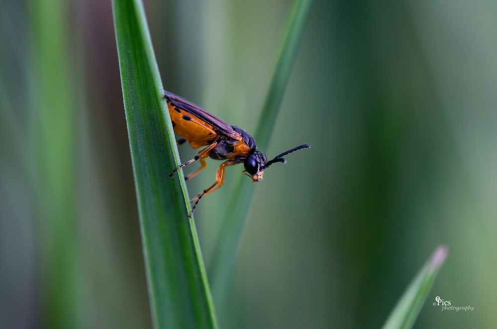 Wespe auf dem Blatt