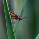 Wespe auf dem Blatt