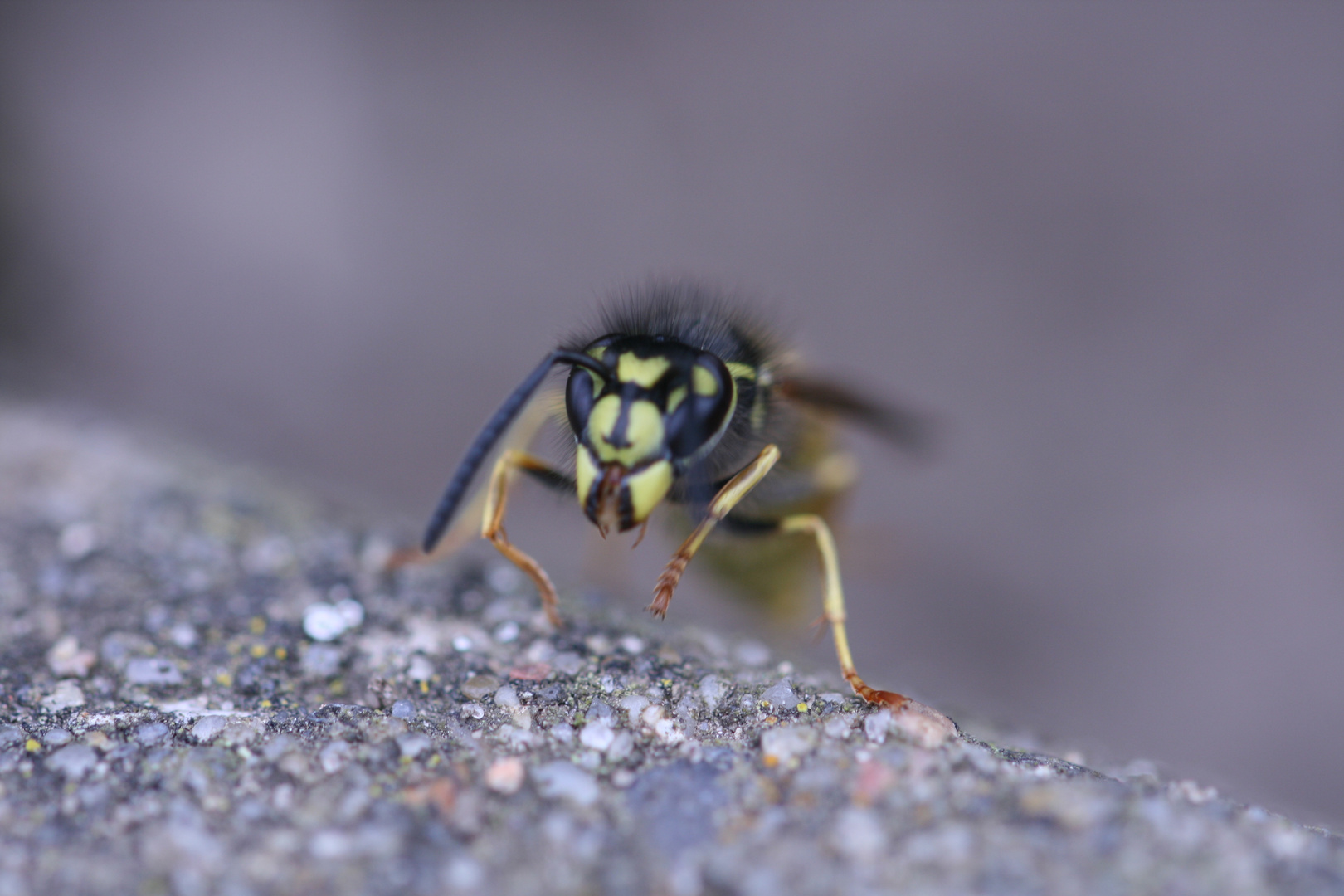 Wespe auf dem Boden