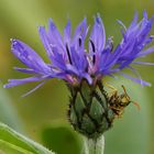 Wespe auf der Berg Flockenblume