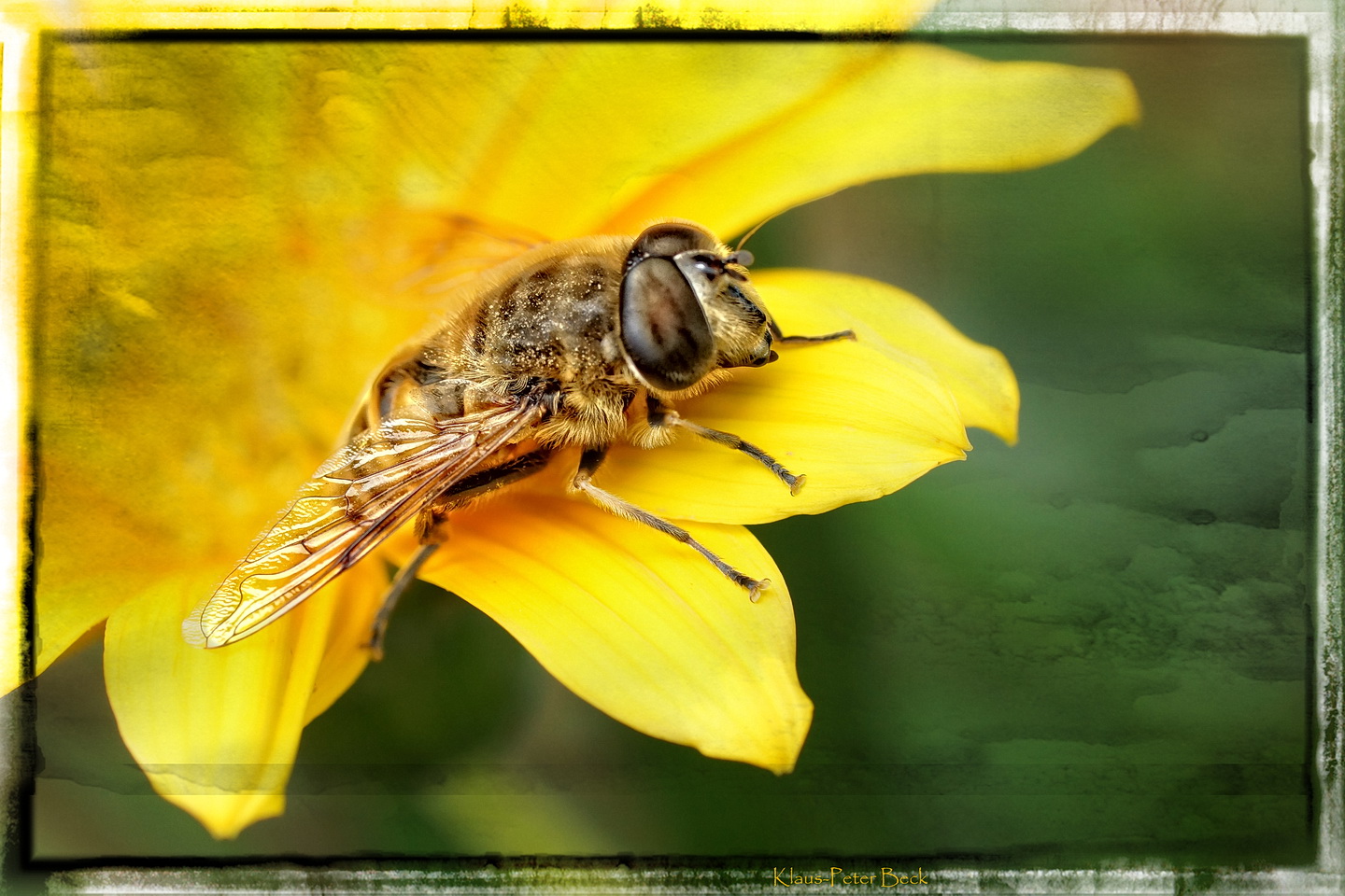 Wespe auf der Blüte