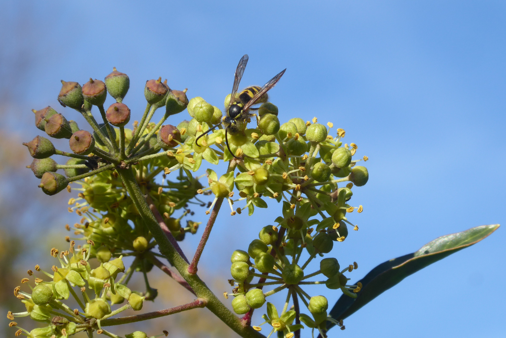 Wespe auf der Efeublüte