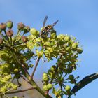 Wespe auf der Efeublüte