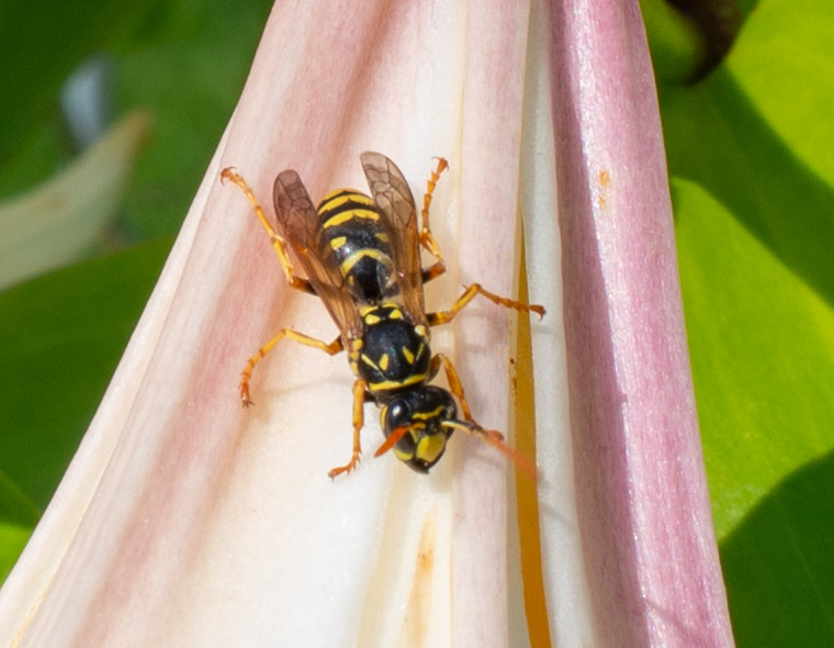 Wespe auf der Lilienblüte