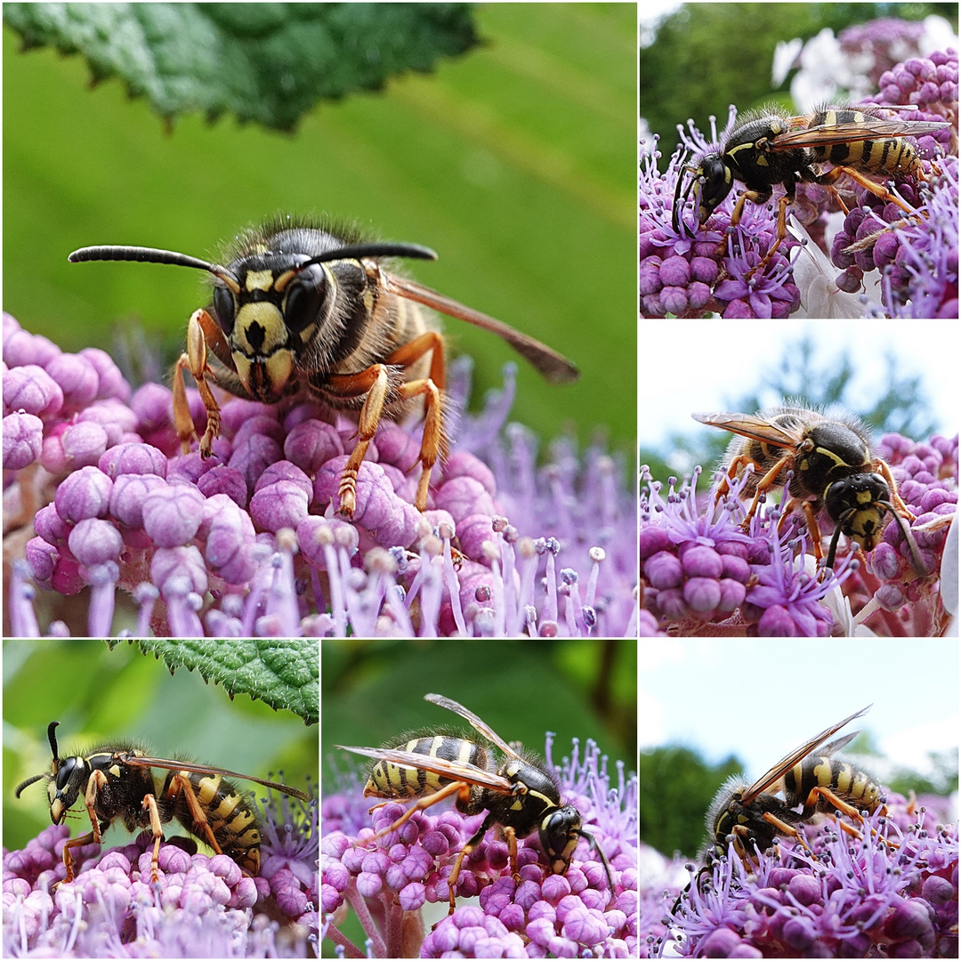 Wespe auf der Samthortensie