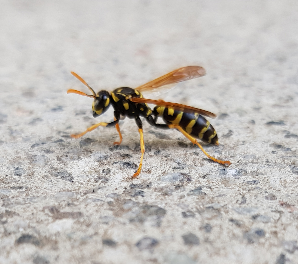 Wespe auf der Terrasse