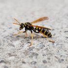 Wespe auf der Terrasse