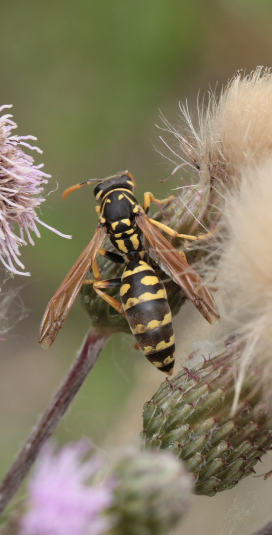 Wespe auf Distel