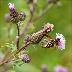 Wespe auf Distelblüte