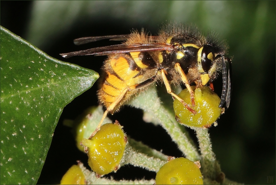 Wespe auf Efeu-Blüte