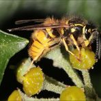 Wespe auf Efeu-Blüte