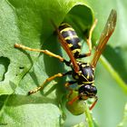 Wespe auf einem Ahornblatt