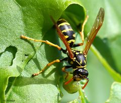 Wespe auf einem Ahornblatt