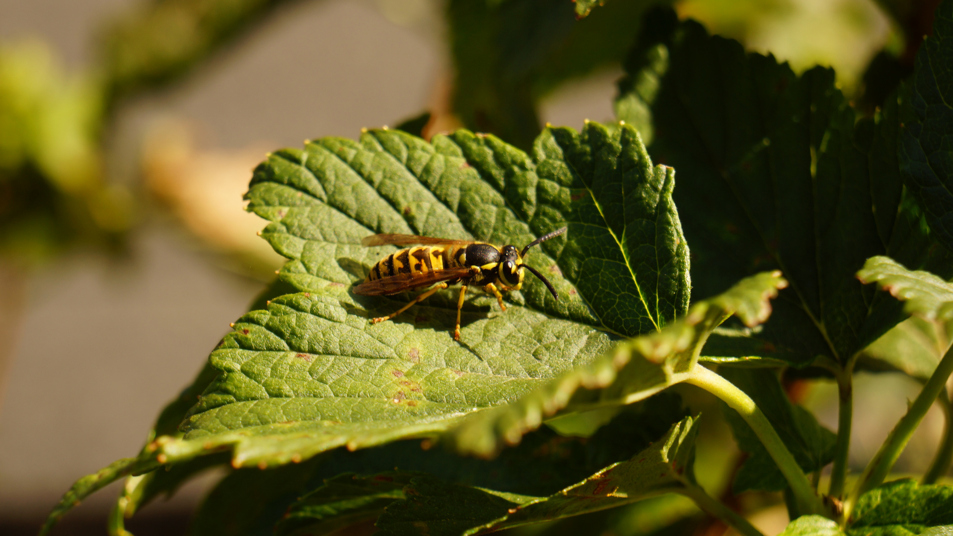 Wespe auf einem Blatt