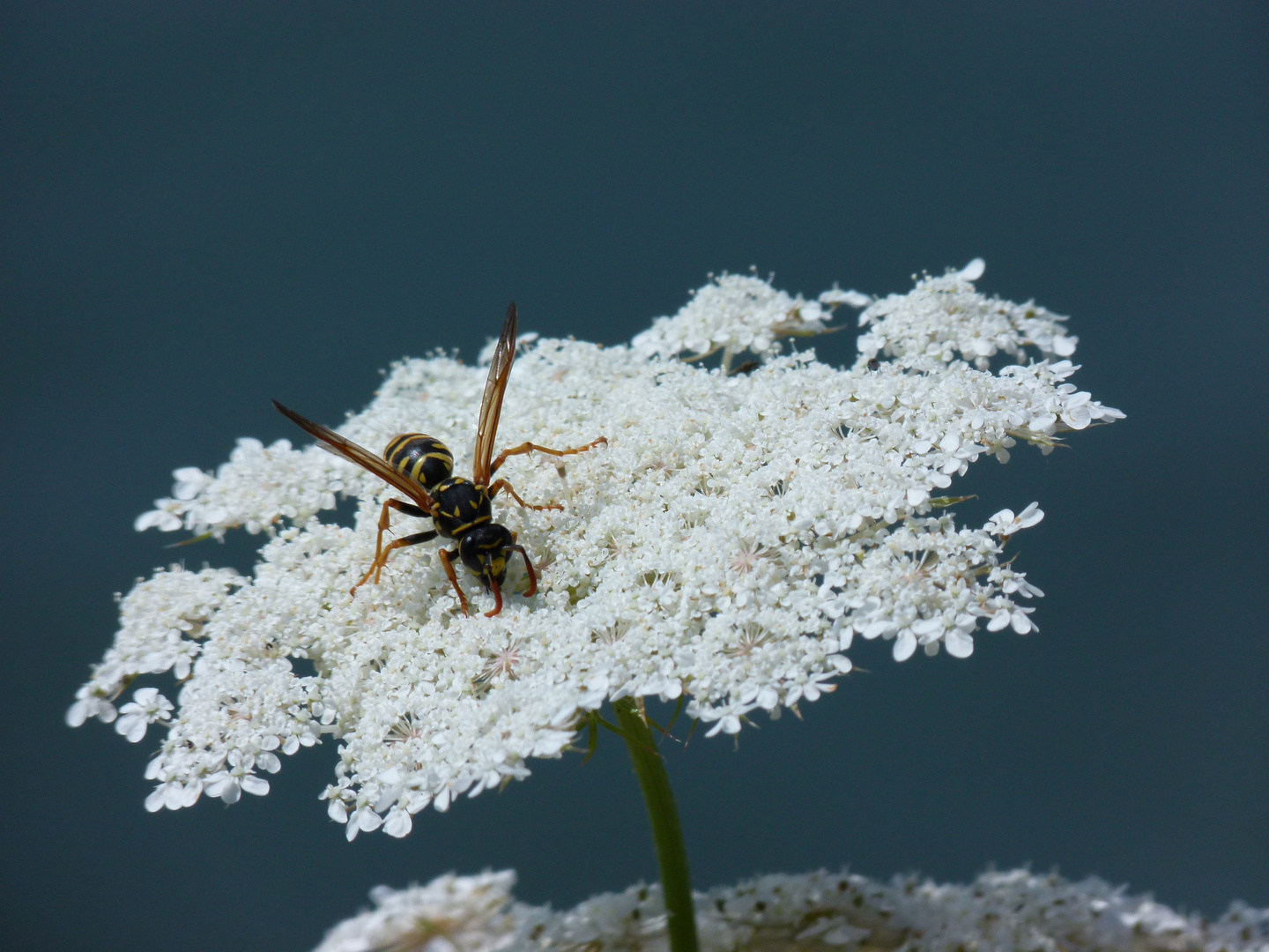 Wespe auf einer Apiaceae (Danke Caro)