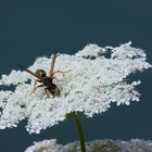 Wespe auf einer Apiaceae (Danke Caro)