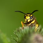 Wespe auf einer Distel