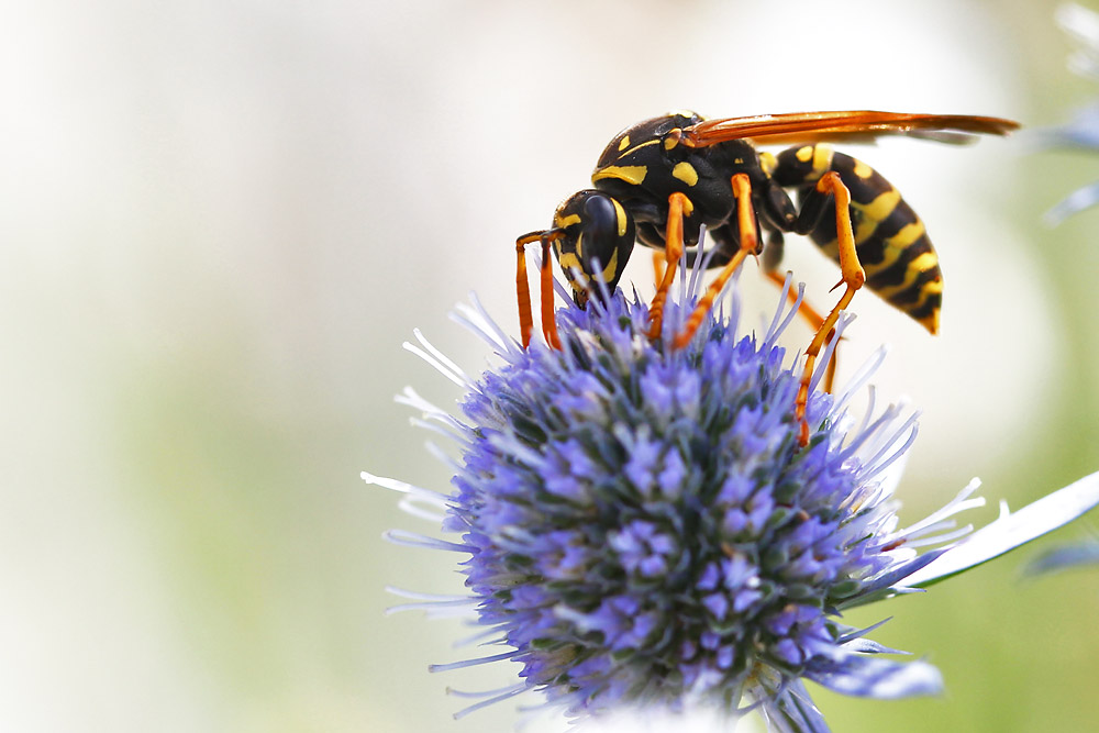 Wespe auf einer Distel