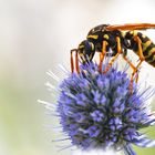 Wespe auf einer Distel