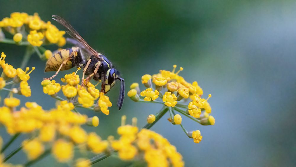 Wespe auf einer Fenchelblüte