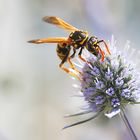 Wespe auf einer Kugeldistel