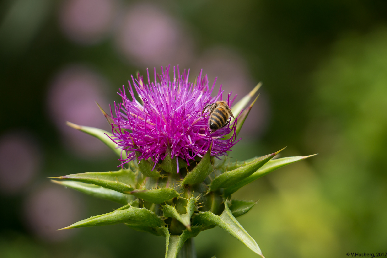 Wespe auf einer lila Blüte