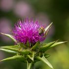 Wespe auf einer lila Blüte