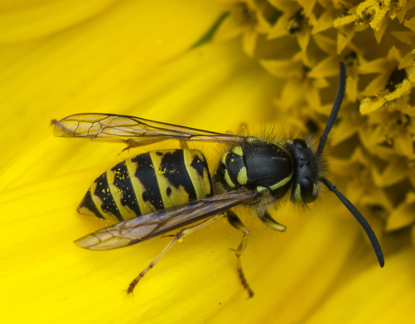 Wespe auf einer Sonnenblume