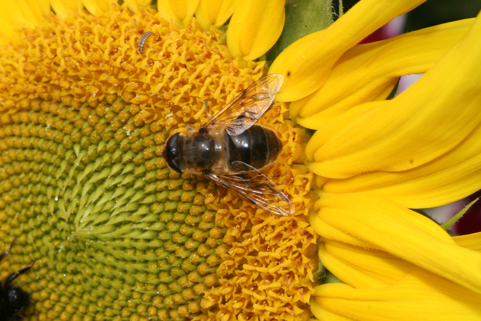 Wespe auf einer Sonnenblume