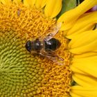 Wespe auf einer Sonnenblume