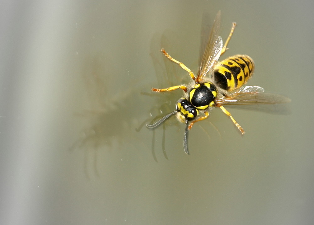 Wespe auf Fenster