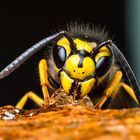 Wespe auf Gelee