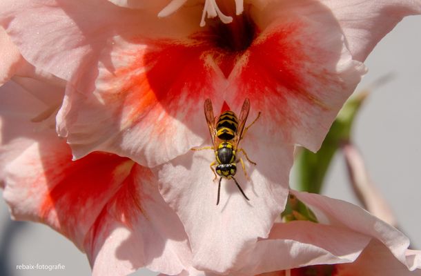 Wespe auf Gladiole