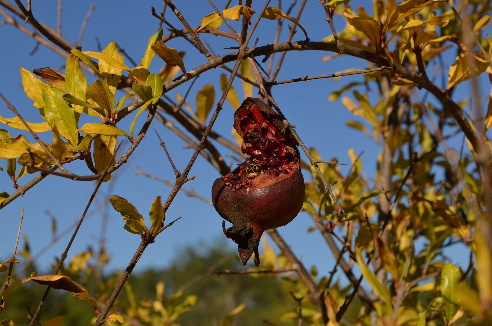 Wespe auf Granatapfel