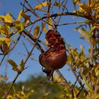 Wespe auf Granatapfel