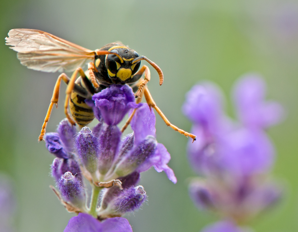 Wespe auf Lavendel