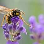 Wespe auf Lavendel