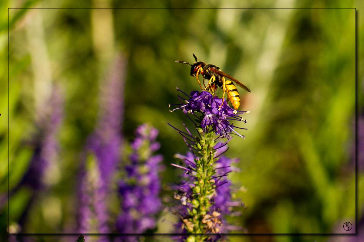 Wespe auf Lavendel