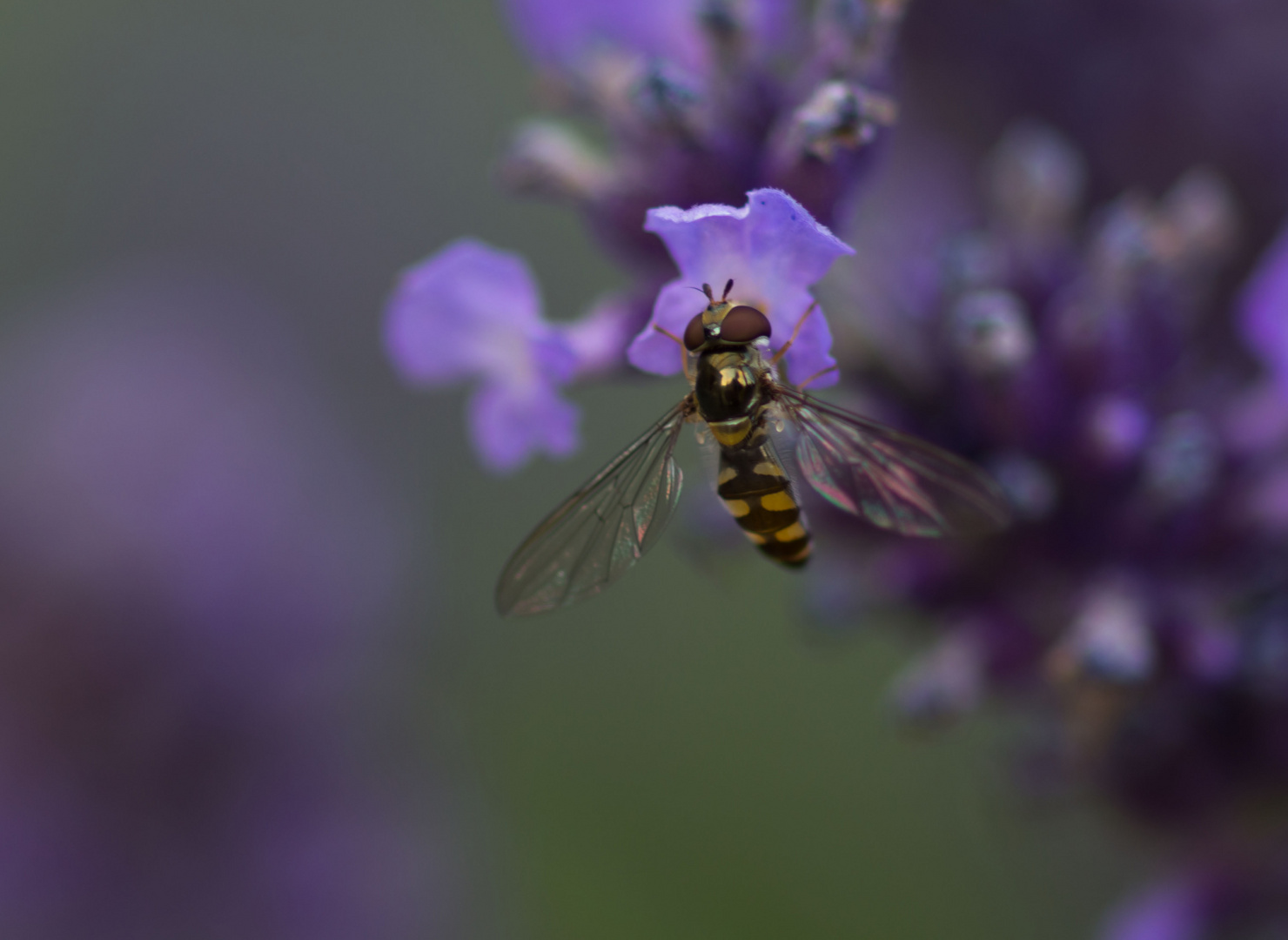 Wespe auf Lavendelblüte