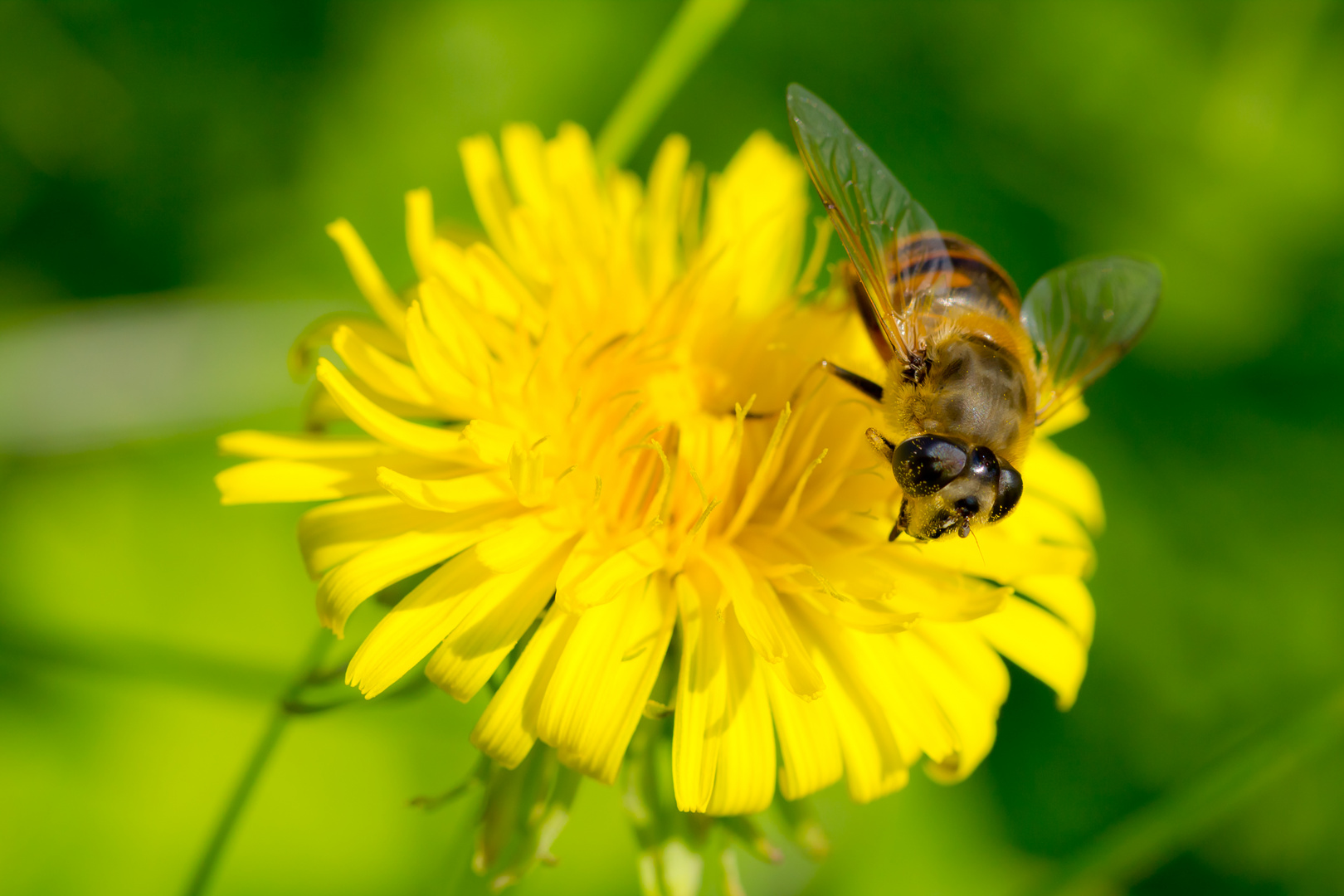 Wespe (?) auf Löwenzahnblüte