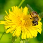 Wespe (?) auf Löwenzahnblüte