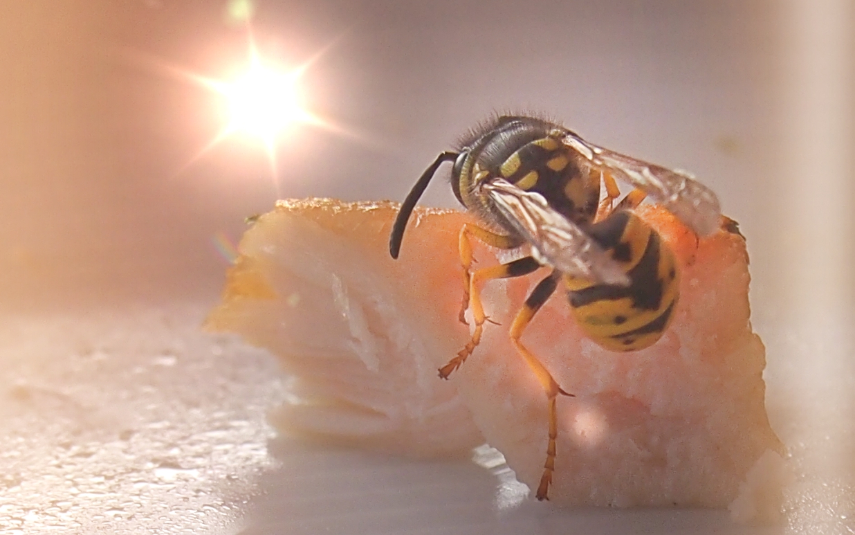 Wespe auf mariniertem Hähnchen