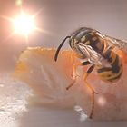 Wespe auf mariniertem Hähnchen