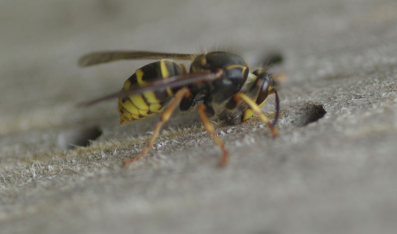 Wespe auf Materialsuche zum Hausbau