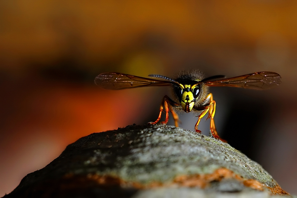 Wespe auf Nest