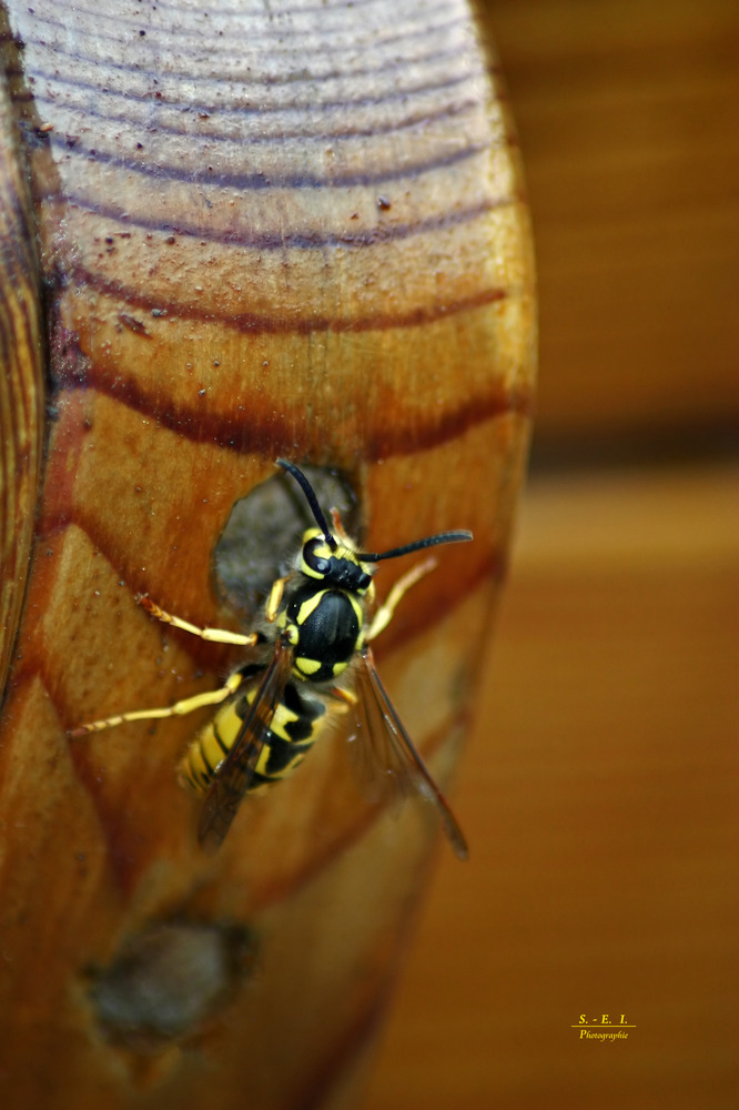 "Wespe auf Nestsuche"